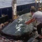 中國漁船「拿鐵鎚狂砸鯨鯊」! 動保人士氣炸報警抓人