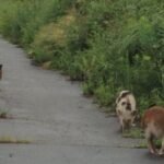 日本福岛核荒地上野猪与家猪杂交 已产生奇怪品种