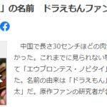 我国哆啦A梦粉专家发现新恐龙足迹 将其命名为野比太