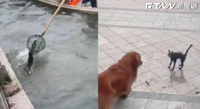 嚇死本喵！小虎斑剛被打撈上岸　下一秒撞見大狗嚇到「原地起飛」：魂都沒了