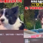 被熱情女調戲 邊牧「社恐發作」尷尬拒對視:哪裡来的神經病